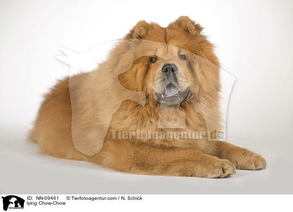 liegender Chow-Chow / lying Chow-Chow / NN-09461