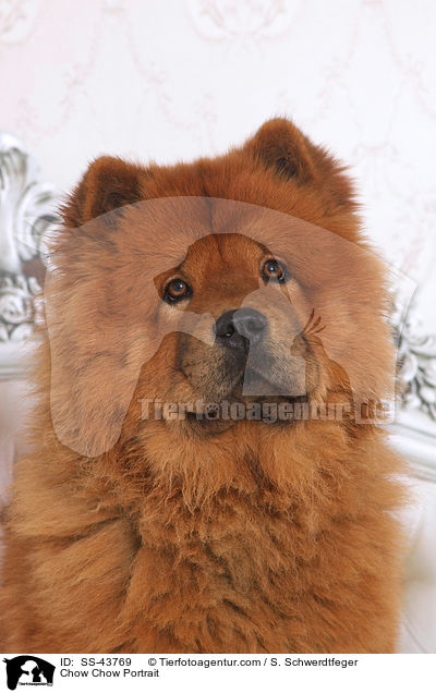 Chow Chow Portrait / SS-43769