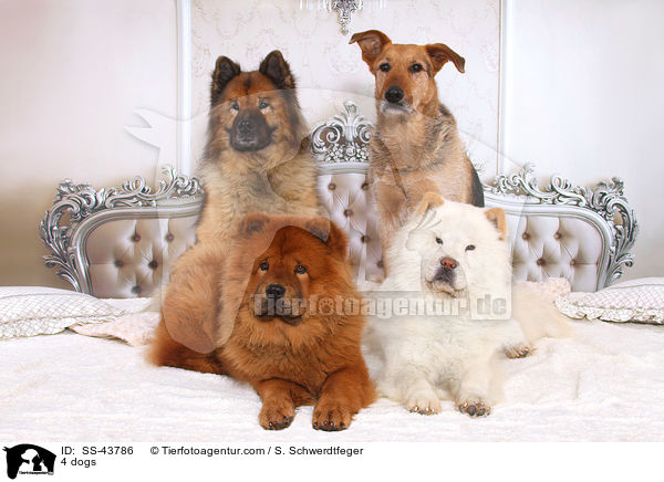 4 Hunde / 4 dogs / SS-43786