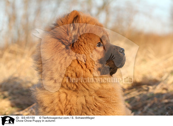 Chow-Chow Welpe im Herbst / Chow Chow Puppy in autumn / SS-45158