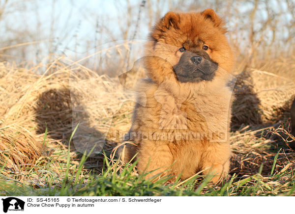 Chow-Chow Welpe im Herbst / Chow Chow Puppy in autumn / SS-45165