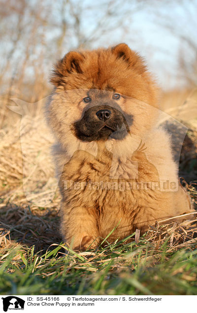 Chow-Chow Welpe im Herbst / Chow Chow Puppy in autumn / SS-45166