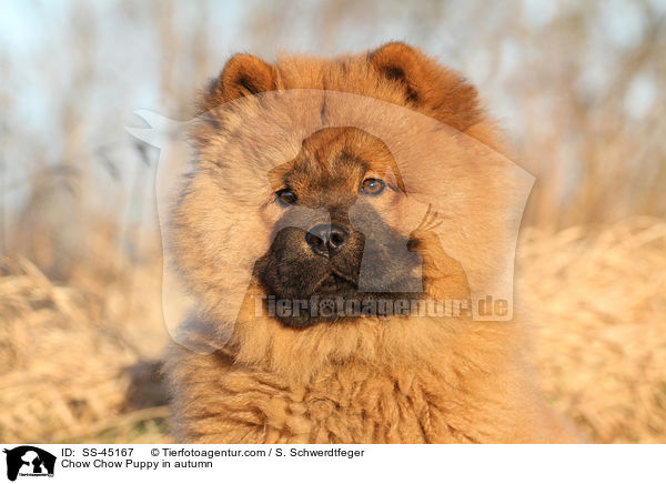 Chow-Chow Welpe im Herbst / Chow Chow Puppy in autumn / SS-45167