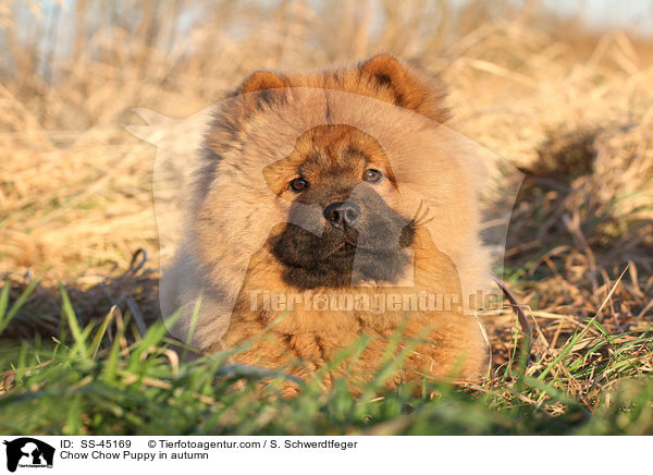 Chow-Chow Welpe im Herbst / Chow Chow Puppy in autumn / SS-45169
