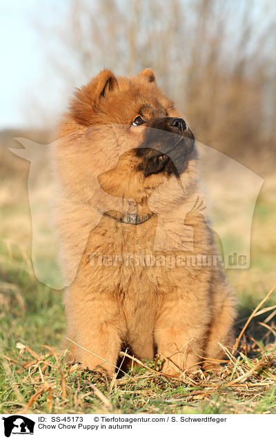 Chow-Chow Welpe im Herbst / Chow Chow Puppy in autumn / SS-45173