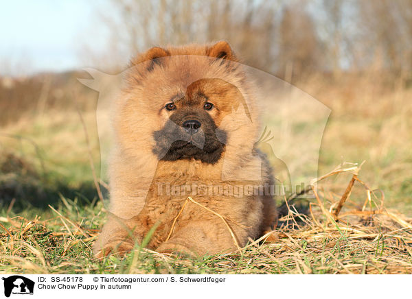 Chow-Chow Welpe im Herbst / Chow Chow Puppy in autumn / SS-45178