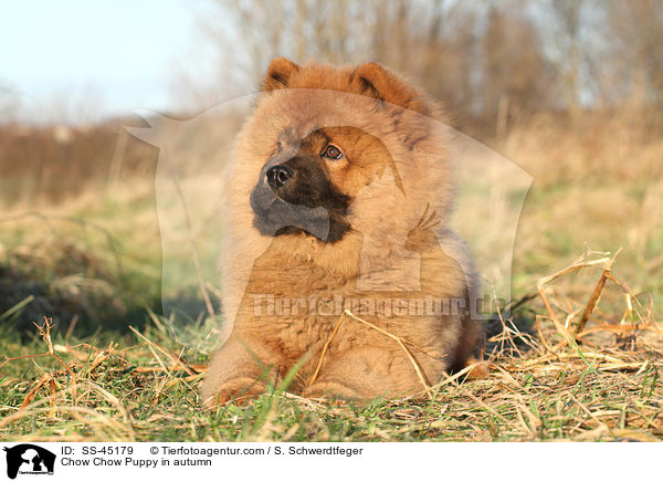 Chow-Chow Welpe im Herbst / Chow Chow Puppy in autumn / SS-45179