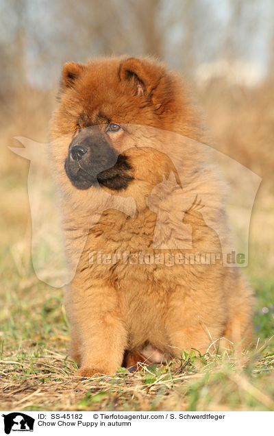 Chow-Chow Welpe im Herbst / Chow Chow Puppy in autumn / SS-45182