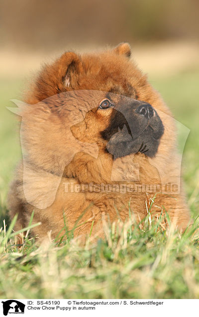 Chow Chow Puppy in autumn / SS-45190