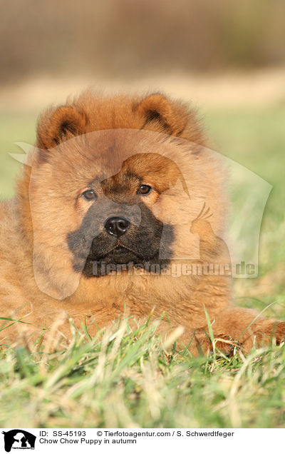 Chow-Chow Welpe im Herbst / Chow Chow Puppy in autumn / SS-45193