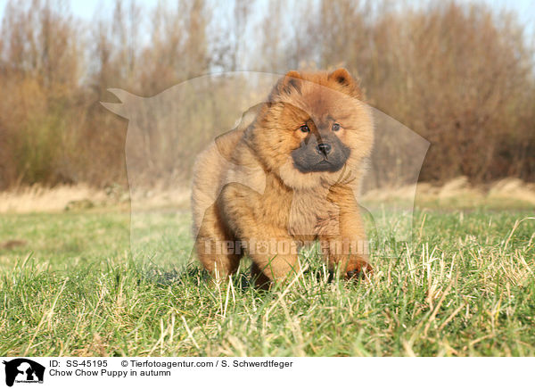 Chow-Chow Welpe im Herbst / Chow Chow Puppy in autumn / SS-45195
