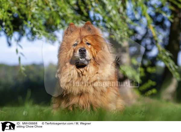 sitzender Chow Chow / sitting Chow Chow / MW-08868