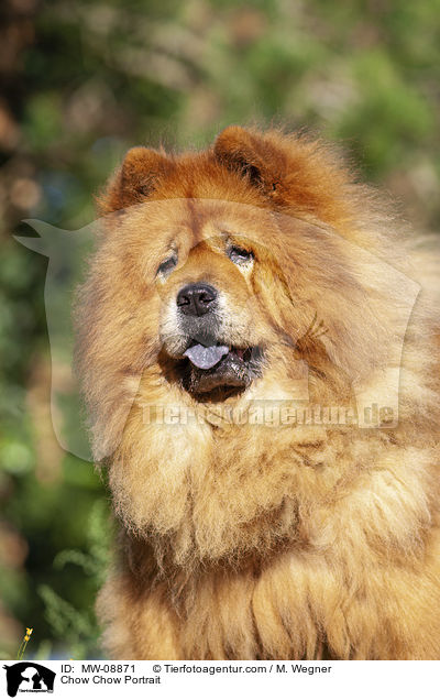 Chow Chow Portrait / Chow Chow Portrait / MW-08871