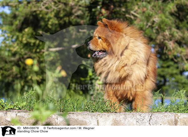 stehender Chow Chow / standing Chow Chow / MW-08878