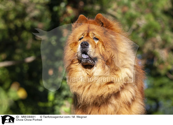 Chow Chow Portrait / Chow Chow Portrait / MW-08881