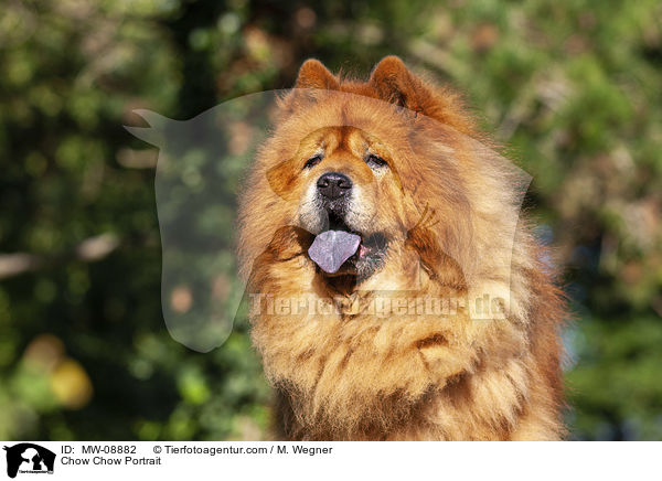 Chow Chow Portrait / Chow Chow Portrait / MW-08882