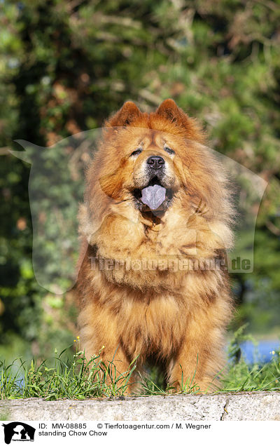 stehender Chow Chow / standing Chow Chow / MW-08885