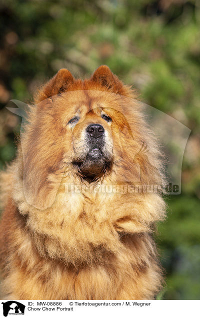 Chow Chow Portrait / Chow Chow Portrait / MW-08886