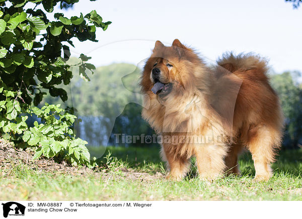 stehender Chow Chow / standing Chow Chow / MW-08887