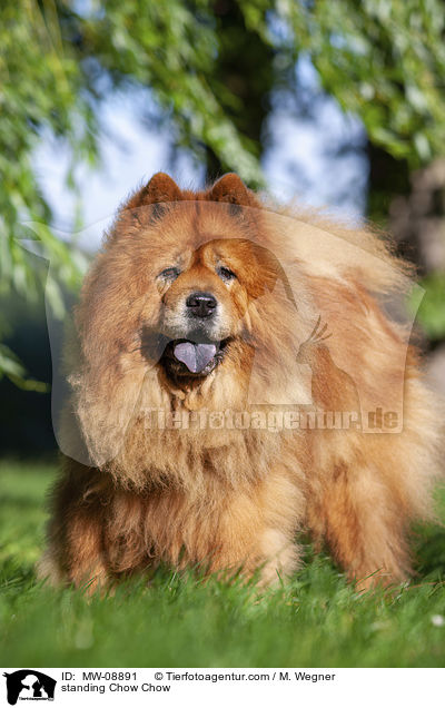 stehender Chow Chow / standing Chow Chow / MW-08891