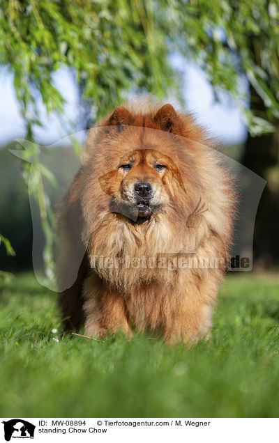 stehender Chow Chow / standing Chow Chow / MW-08894