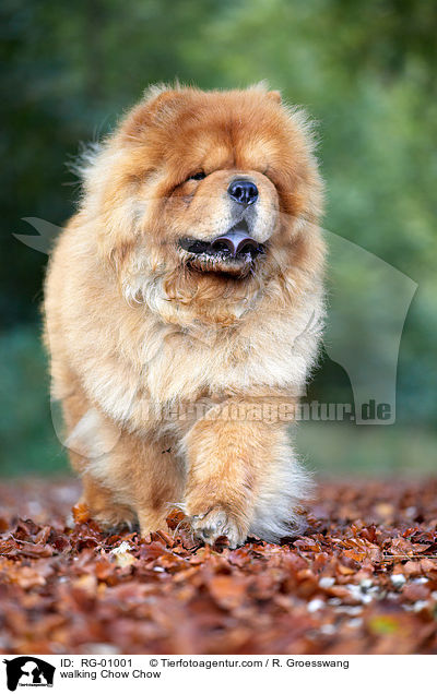 laufender Chow-Chow / walking Chow Chow / RG-01001