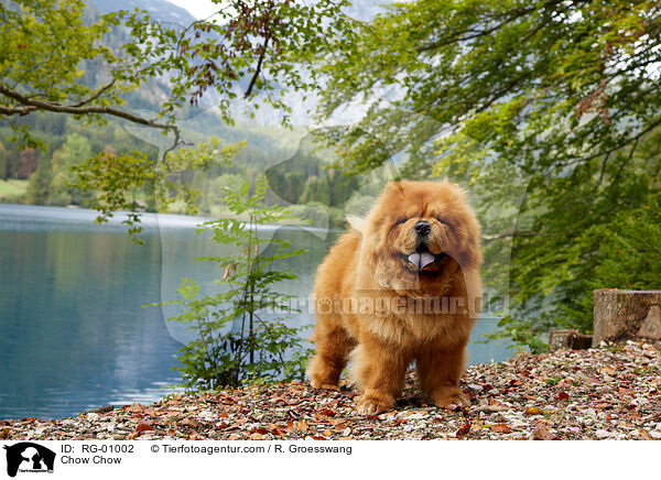 Chow Chow / RG-01002