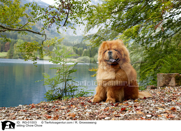 sitzender Chow-Chow / sitting Chow Chow / RG-01003