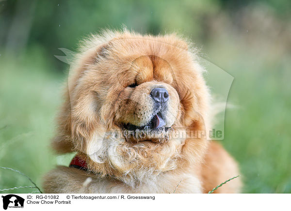 Chow Chow Portrait / RG-01082