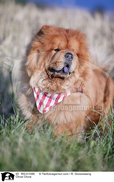 Chow-Chow / Chow Chow / RG-01086