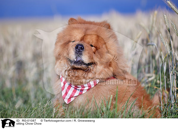 sitting Chow Chow / RG-01087