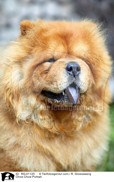 Chow Chow Portrait / RG-01125