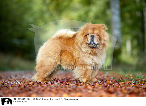 Chow Chow / RG-01126