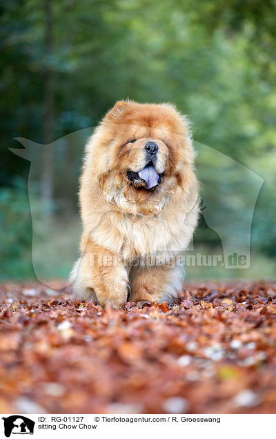 sitting Chow Chow / RG-01127