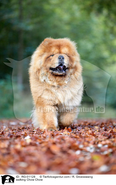 laufender Chow-Chow / walking Chow Chow / RG-01128