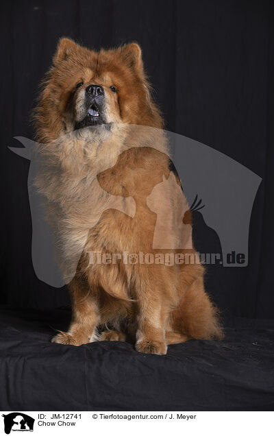 Chow-Chow / Chow Chow / JM-12741