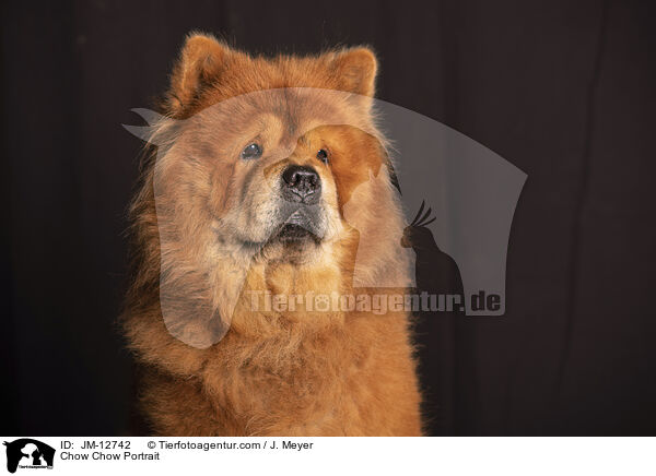 Chow Chow Portrait / JM-12742