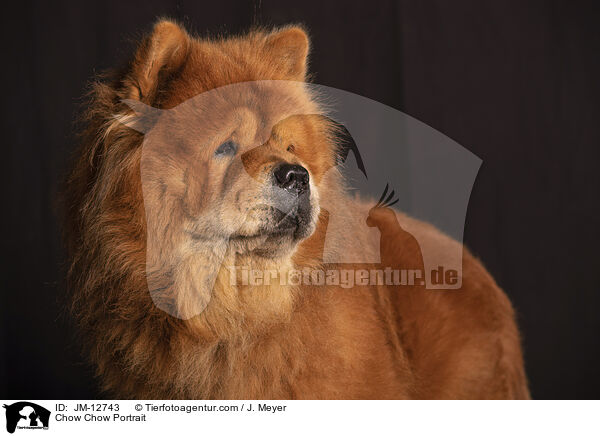 Chow Chow Portrait / JM-12743