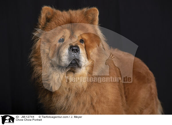 Chow-Chow Portrait / Chow Chow Portrait / JM-12744