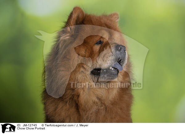 Chow Chow Portrait / JM-12745