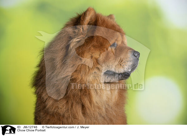 Chow Chow Portrait / JM-12746