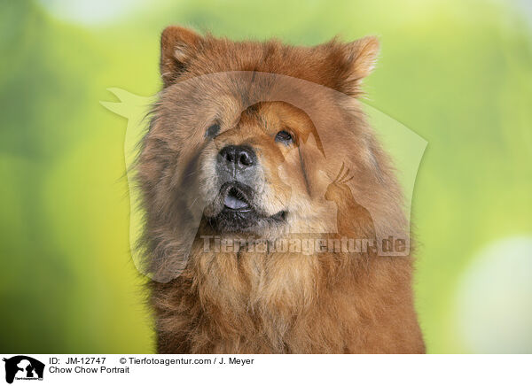 Chow Chow Portrait / JM-12747