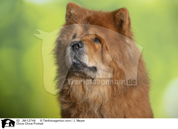 Chow-Chow Portrait / Chow Chow Portrait / JM-12748