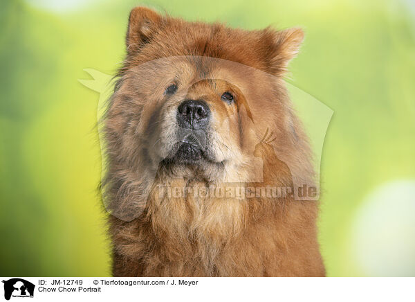 Chow-Chow Portrait / Chow Chow Portrait / JM-12749