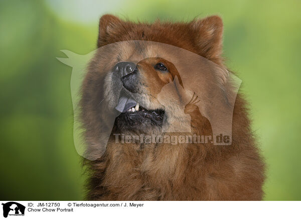 Chow Chow Portrait / JM-12750