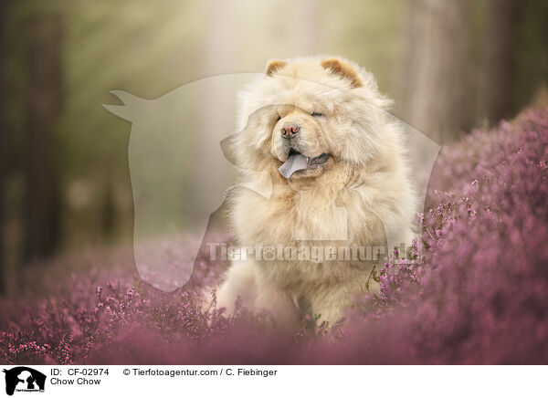 Chow Chow / Chow Chow / CF-02974