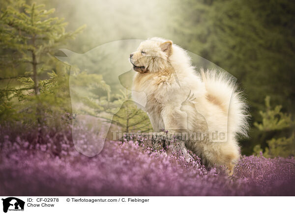 Chow Chow / Chow Chow / CF-02978