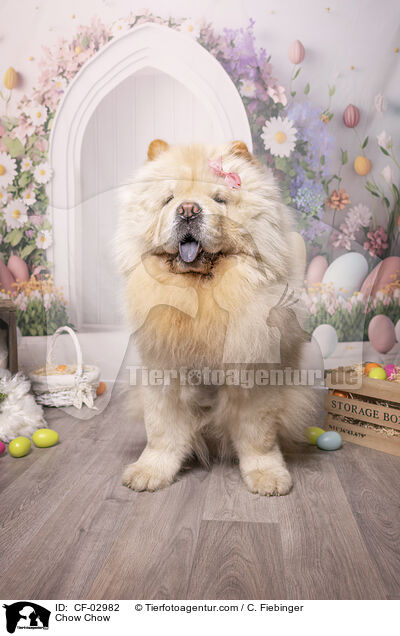Chow Chow / Chow Chow / CF-02982