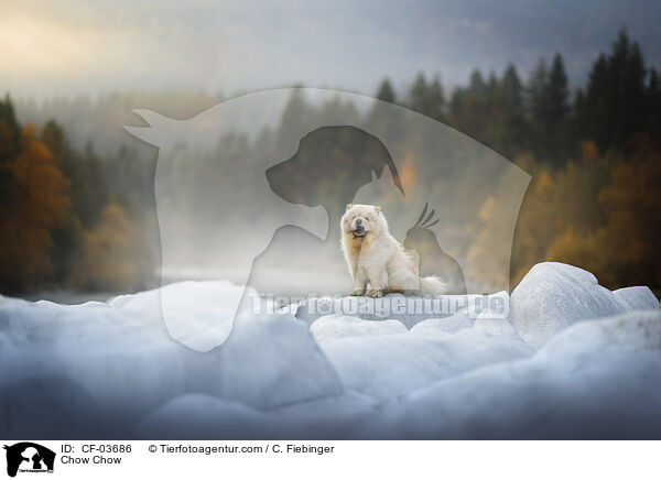 Chow Chow / Chow Chow / CF-03686