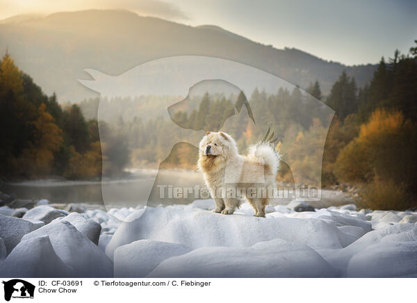 Chow Chow / Chow Chow / CF-03691